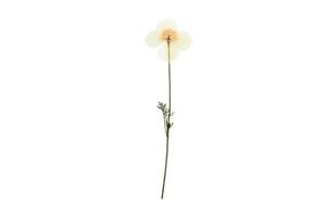 620 White flower isolated on a transparent background photo