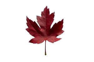 882 Red leaf tree isolated on a transparent background photo