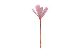 1118 Pink flower isolated on a transparent background photo