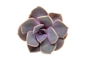 2683 Succulent flower isolated on a transparent background photo