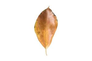 3761 Dried leaves isolated on a transparent background photo