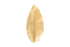 3764 Dried leaves isolated on a transparent background photo