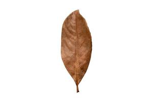 3987 Brown dried leaf isolated on a transparent background photo