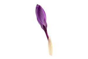 202 Purple flower isolated on a transparent background photo
