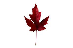 878 Red leaf tree isolated on a transparent background photo