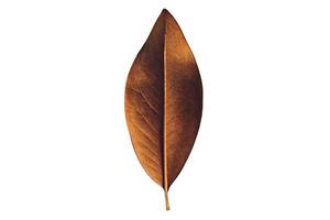 420 Brown dried leaf isolated on a transparent background photo