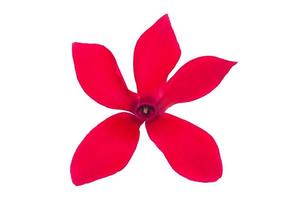 1631 Red flower isolated on a transparent background photo