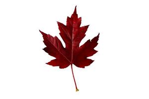 875 Red leaf tree isolated on a transparent background photo