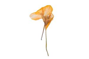 1259 Yellow dried flower isolated on a transparent background photo