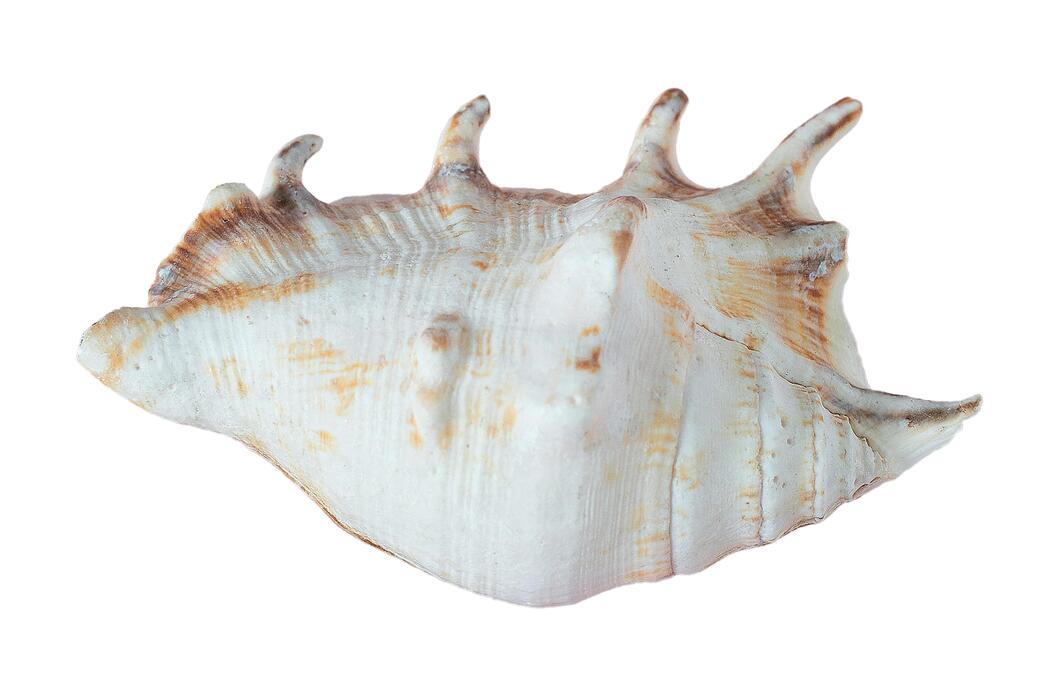Conch Shell Stock Photos, Images and Backgrounds for Free Download