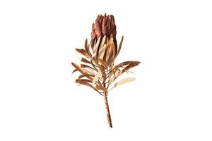 2624 Dried flower isolated on a transparent background photo