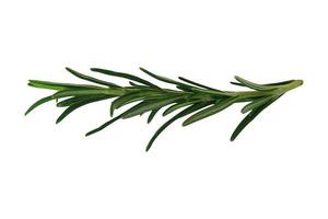 3440 Fresh rosemary isolated on a transparent background photo