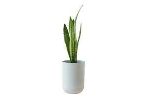 3453 White vase with green plant isolated on a transparent background photo