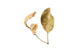 3815 Dried leaves isolated on a transparent background photo