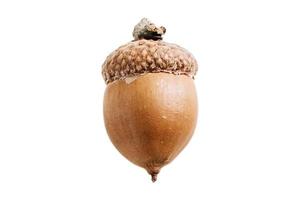 3787 Acorn fruit isolated on a transparent background photo