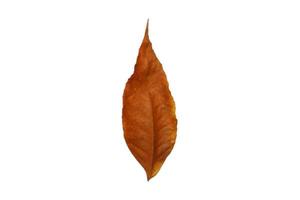 3897 Brown dried leaf isolated on a transparent background photo