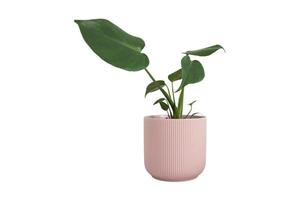 84 Pink flowerpot with plant isolated on a transparent background photo
