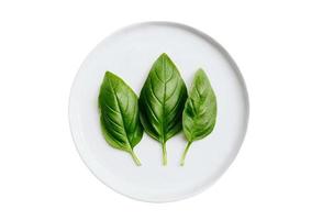 498 White plate with basil leaves isolated on a transparent background photo