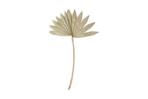656 Beige dried leaf isolated on a transparent background photo