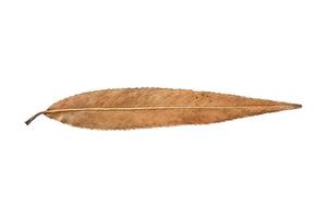 4026 Brown dried leaf isolated on a transparent background photo