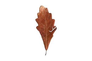 4023 Brown dried leaf isolated on a transparent background photo