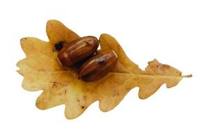 3966 Brown nuts and leaf isolated on a transparent background photo