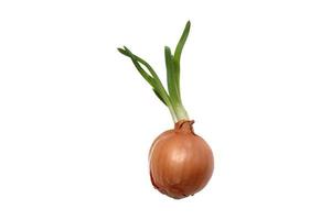 3260 Fresh onion isolated on a transparent background photo