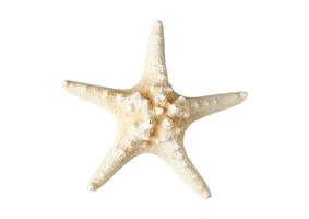 2676 White starfish decoration isolated on a transparent background photo