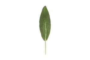 3231 Sage leaf isolated on a transparent background photo