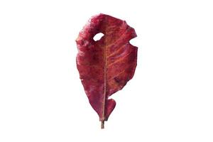3829 Red dried leaf isolated on a transparent background photo