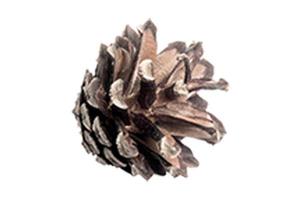 4709 Brown pine cone isolated on a transparent background photo