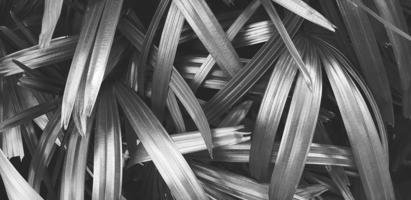 Pandan, Palm or coconut leaves plant of nature growth at dark garden in black and white style for background. Beauty of nature and wallpaper and Pattern of leaf in monochrome tone. photo