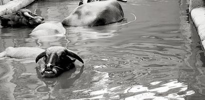 Many cow or buffalo swimming in lake or river with right copy space in black and white. Wild life, Animal, Beauty of Nature and Relaxing time in monochrome concept photo