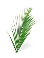 Green leaves pattern,leaf palm tree isolated on white background,include clipping path photo