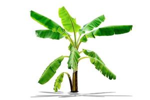 banana tree,green leaves pattern isolated on white background,include clipping path photo