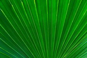 Green leaves texture,tropical leaf for nature background,leaf palm foliage tree photo