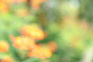 natural orange green bokeh abstract background,blurred textured photo