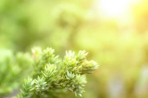 Green leaves pattern for summer or spring season concept,leaf blur textured,nature background photo