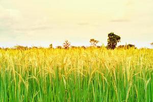 landscape of rice fields with golden light in Thailand photo