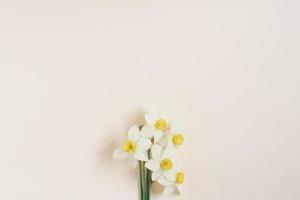 Beautiful fresh daffodils on a beige background top view. an unusual spring image with white and yellow flowers with copy space and flat lay. flower greeting card photo