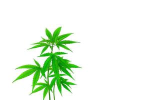 cannabis plant isolated on a white background photo