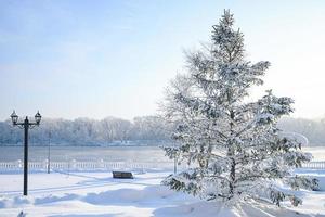 Winter snow-covered Christmas scene with a pine tree. Spruce large branches covered with frost. Calm blurred background of winter time with flakes of snow. photo