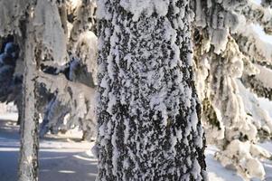 invierno cubierto de nieve Navidad escena con un pino árbol. abeto grande ramas cubierto con escarcha. calma borroso antecedentes de invierno hora con copos de nieve. foto
