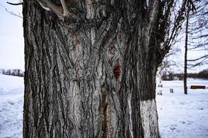 invierno cubierto de nieve Navidad escena con un pino árbol. abeto grande ramas cubierto con escarcha. calma borroso antecedentes de invierno hora con copos de nieve. foto