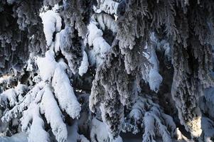 Winter snow-covered Christmas scene with a pine tree. Spruce large branches covered with frost. Calm blurred background of winter time with flakes of snow. photo