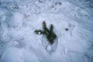 Winter snow-covered Christmas scene with a pine tree. Spruce large branches covered with frost. Calm blurred background of winter time with flakes of snow. photo