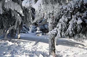 Winter road, Christmas trees in the snow. A track in a winter snow scene. Snowy, evening. photo