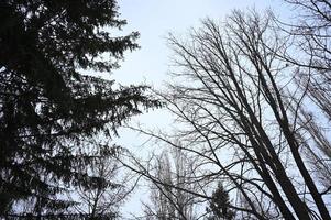 Winter snow-covered Christmas scene with a pine tree. Spruce large branches covered with frost. Calm blurred background of winter time with flakes of snow. photo