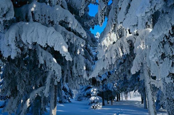 Christmas Tree Scene Stock Photos, Images and Backgrounds for Free Download