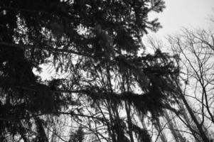 Winter snow-covered Christmas scene with a pine tree. Spruce large branches covered with frost. Calm blurred background of winter time with flakes of snow. photo